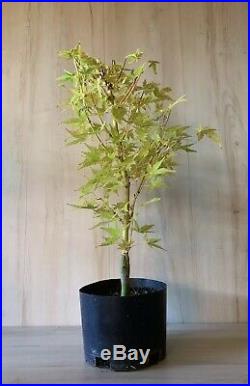 Unusual Japanese Maple Yellow & Apricot Trunk Pre Bonsai Thick Trunk Small Leaf