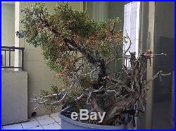 Utah Juniper collected bonsai yamadori
