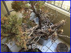 Utah Juniper collected bonsai yamadori
