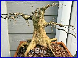 Very Old Trident Maple Bonsai Tree