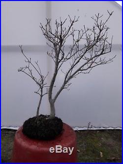 Vine maple bonsai tree