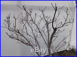Vine maple bonsai tree