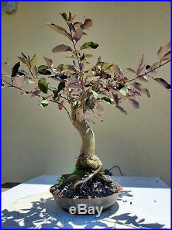 Vitex Agnus Castus Purple Bonsai Tree, Sale
