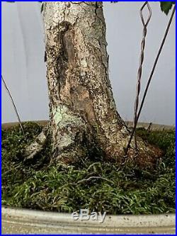 Washington Hawthorn Bonsai Tree Ross Adams Pot
