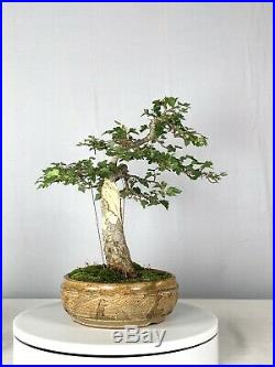Washington Hawthorn Bonsai Tree Sonny Boggs Pot