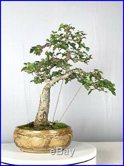 Washington Hawthorn Bonsai Tree Sonny Boggs Pot