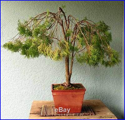 Weeping Canadian Lace Cypress Arborvitae Bonsai Tree