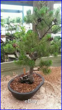 White Pine Bonsai Tree #364