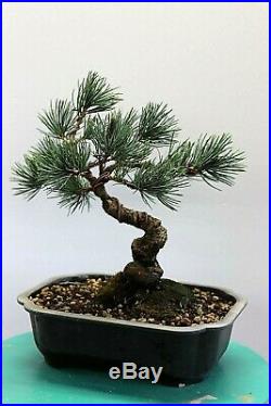 White Pine bonsai tree