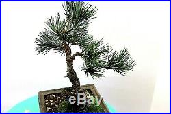 White Pine bonsai tree