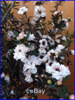 White Tea Tree NICE SPECIMEN Flowering Pre Bonsai Big Tree! Thick Trunk