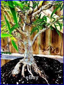 Willow Leaf Ficus Bonsai Tree Straight Trunk (Ficus Nerifolia) In/Outdoor 8 year