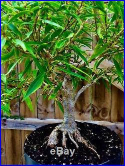 Willow Leaf Ficus Bonsai Tree Straight Trunk (Ficus Nerifolia) In/Outdoor 8 year