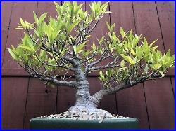 Willow Leaf Nerifolia ficus bonsai specimen