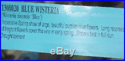 Wisteria Sinensis Blue Pre Bonsai Dwarf Kifu Big Fat Trunk Purple Flowers