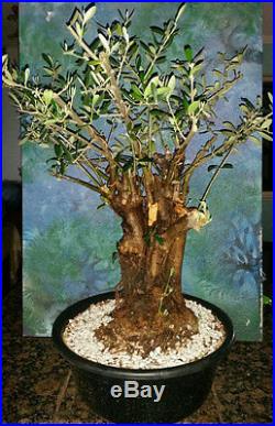XL Beautiful 60 Year Old Bonsai Mission Olive Tree Large Trunk Great Style