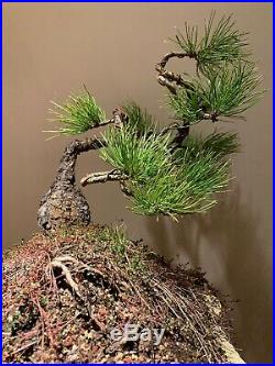 Yamadori (collected) Ponderosa Pine Bonsai Planted On a Stone Slab