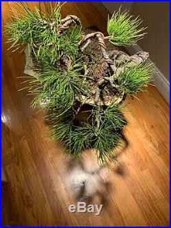 Yamadori (collected) Ponderosa Pine Bonsai Planted On a Stone Slab