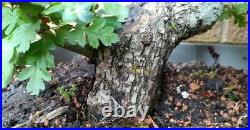Yamadori hawthorn bonsai tree 2 1/2 dia twisted trunk