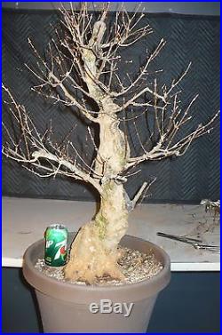 Yamadori trident maple bonsai