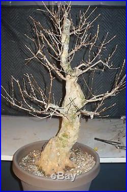 Yamadori trident maple bonsai