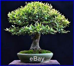 Yaupon Holly (Ilex vomitoria) bonsai medium size