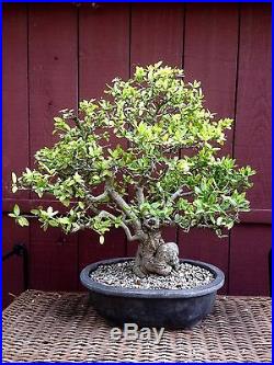 Yaupon Holly bonsai specimen
