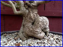 Yaupon Holly bonsai specimen