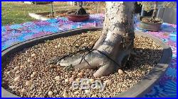 Yew pre bonsai, taxus tree