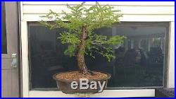 Yew pre bonsai, taxus tree