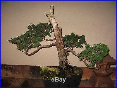 You Get What You See // 24 yr. Japanese Hinoki Cypress /