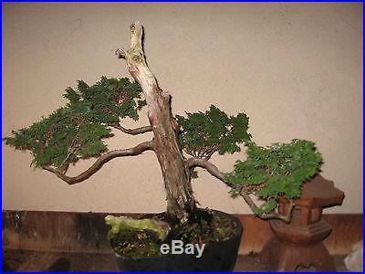 You Get What You See // 24 yr. Japanese Hinoki Cypress /