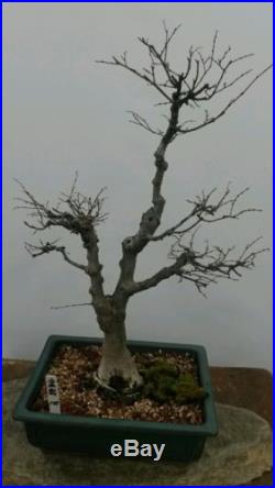 Zelkova Bonsai Tree #105