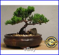 Zen Juniper Bonsai Tree Little Garden Live Japanese Pot Indoor Decoration Desk