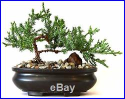 Zen Juniper Bonsai Tree Little Garden Live Japanese Pot Indoor Decoration Home