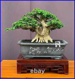 (real pict) Bonsai Sancang Premna Microphylla Bonsai Tree + free phitosanitar