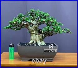 (real pict) Bonsai Sancang Premna Microphylla Bonsai Tree + free phitosanitar